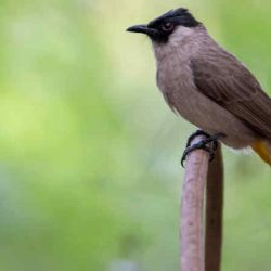 download suara burung kutilang untuk masteran by Wikicau