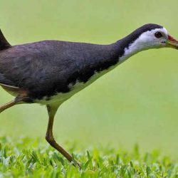 download suara burung ruak ruak by Wikicau.com 2