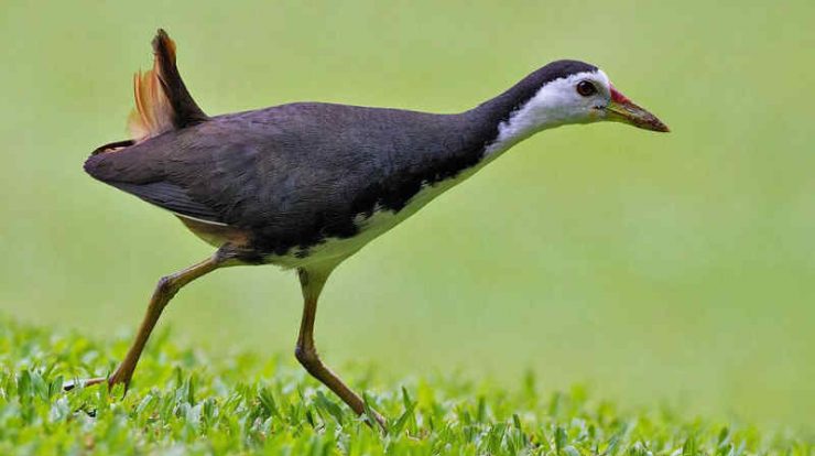 Foto Burung  Ruak Ruak Jantan Kumpulan Gambar Bagus