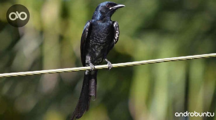 download suara burung srigunting untuk pikat dan masteran by Wikicau.com