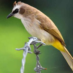 download suara burung trucukan by Wikicau
