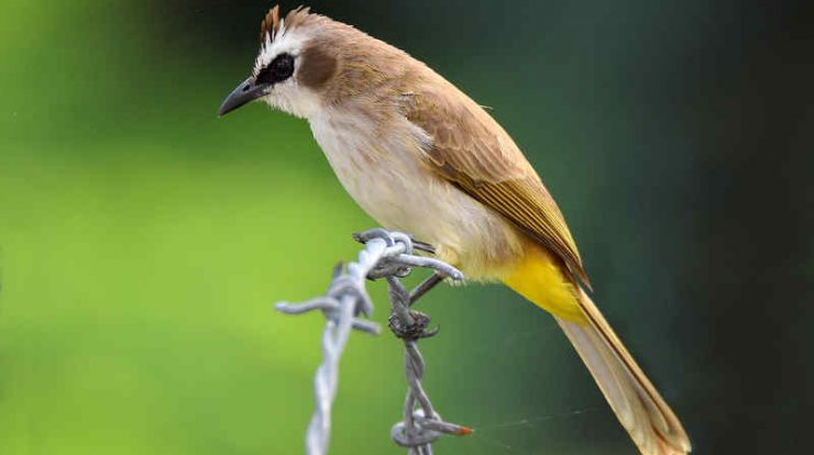 download suara burung trucukan by Wikicau
