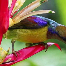 download suara kolibri kelapa by Wikicau.com