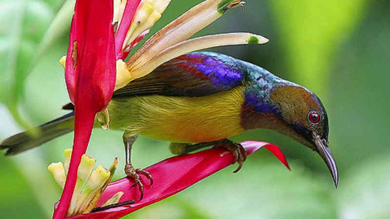 download suara kolibri kelapa by Wikicau.com