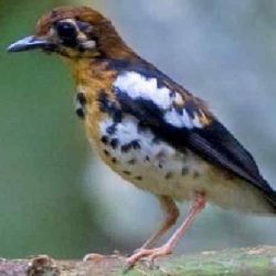 harga burung anis kembang by Wikicau.com 2