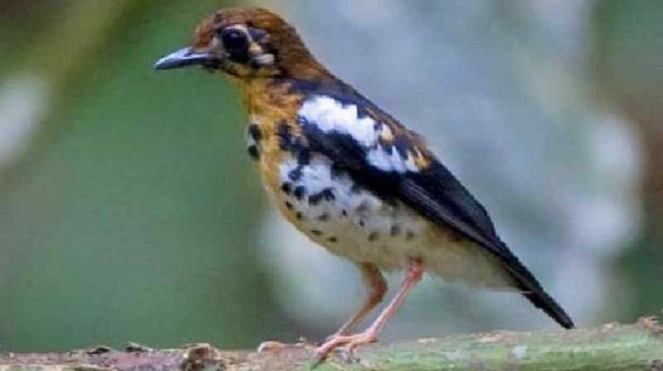 harga burung anis kembang by Wikicau.com 2
