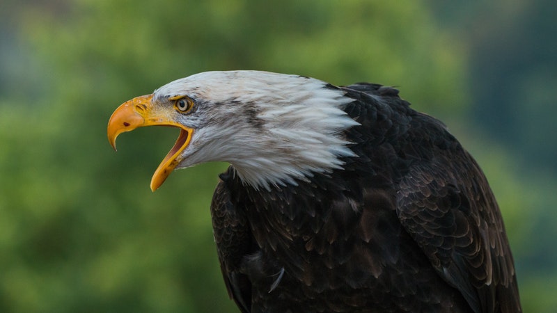 770 Gambar Kepala Burung Elang Hitam Putih Hd Terbaik Gambar Hewan