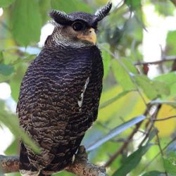 harga burung hantu bubo by Wikicau.com