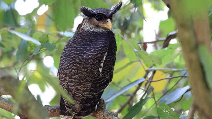 harga burung hantu bubo by Wikicau.com