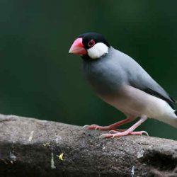 Download Suara Burung Gelatik Batu Gacor Full Isian by Wikicau.com 1