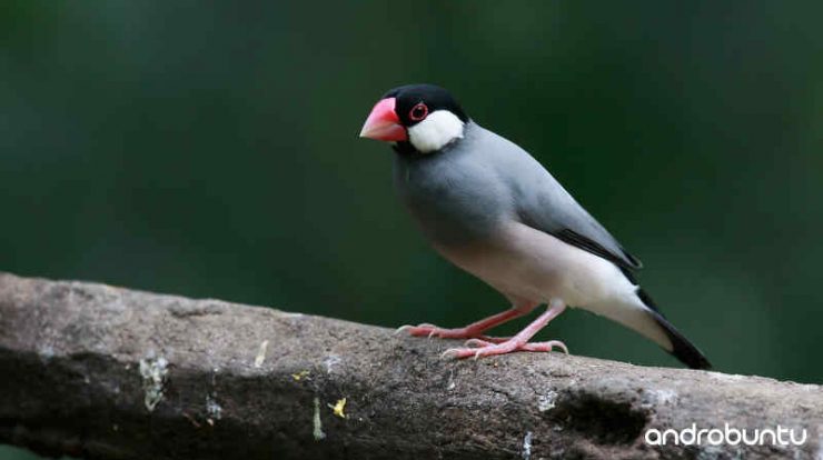 Download Suara Burung Gelatik Batu Gacor Full Isian by Wikicau.com 1