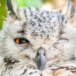 Download Suara Burung Hantu by Wikicau.com