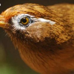 Download Suara Burung Hwamei by Wikicau.com