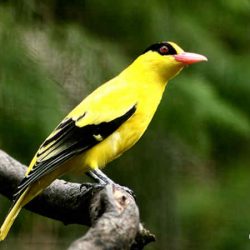 Download Suara Burung Kepodang by Wikicau.com