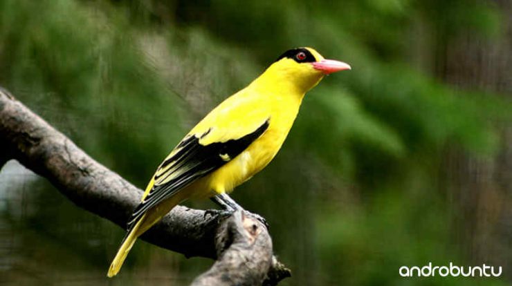 Download Suara Burung Kepodang by Wikicau.com
