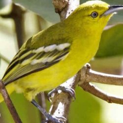 Download Suara Burung Sirtu by Wikicau.com