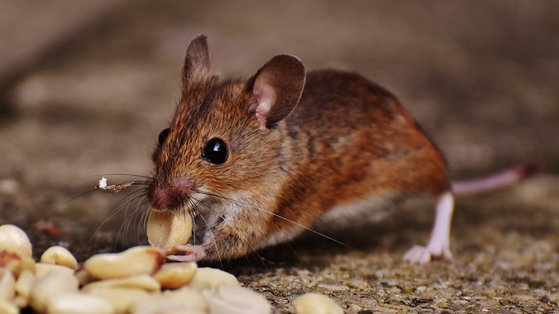 cara mengatasi hama tikus by Wikicau.com
