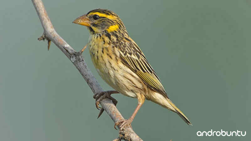 Download Suara Burung Manyar Gacor untuk Masteran by Wikicau.com 1