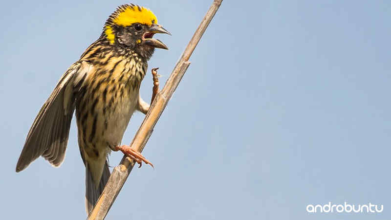 Download Suara Burung Manyar Gacor untuk Masteran by Wikicau.com 2