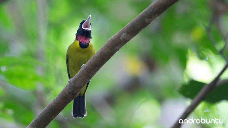 Download Suara Burung Samyong Gacor untuk Masteran by Wikicau.com 1