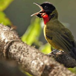 Download Suara Burung Samyong Gacor untuk Masteran by Wikicau.com 2