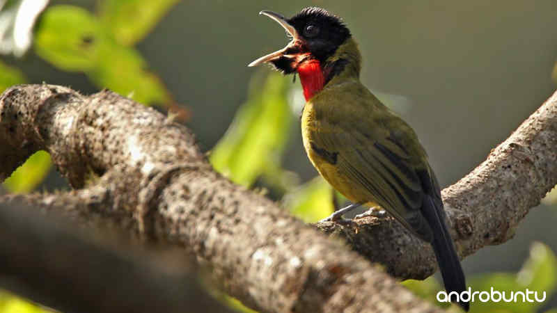 Download Suara Burung Samyong Gacor untuk Masteran by Wikicau.com 2