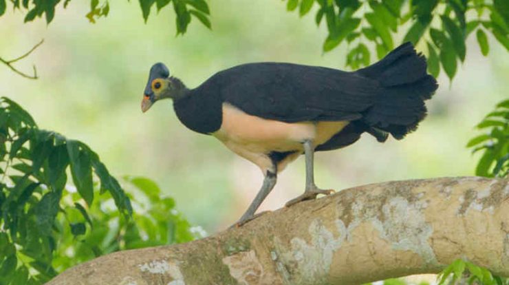Burung Maleo by Wikicau.com 2