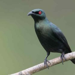 Download Suara Burung Cucak Keling Teler Gacor Mp3 by Wikicau.com 1