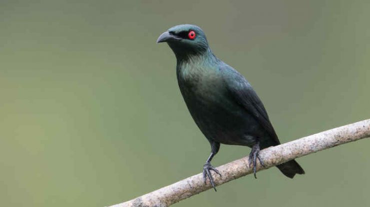 Download Suara Burung Cucak Keling Teler Gacor Mp3 by Wikicau.com 1