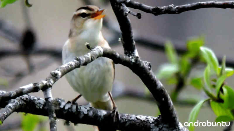 Download Suara Burung Kerak Basi Alis Hitam by Wikicau
