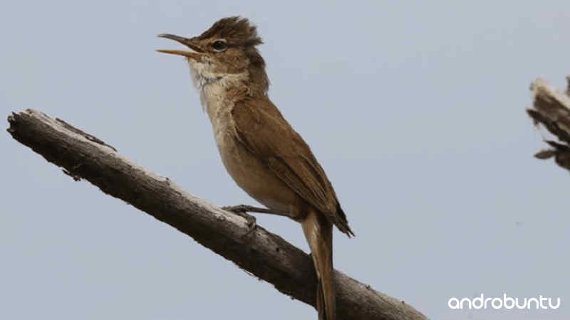 Download Suara Burung Kerak Basi Besar by Wikicau
