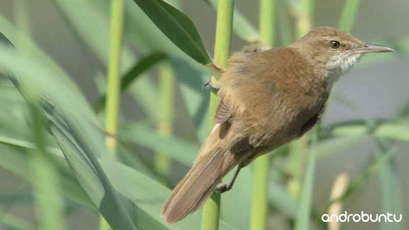 Download Suara Burung Kerak Basi Ramai by Wikicau