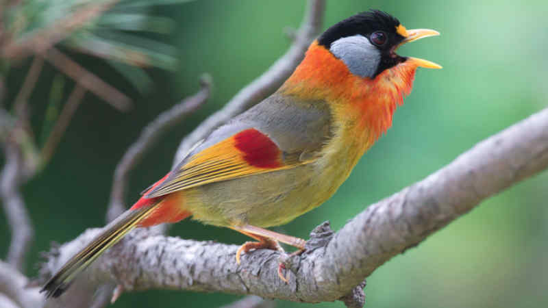 Download Suara Burung Pancawarna untuk Masteran by Wikicau.com 1