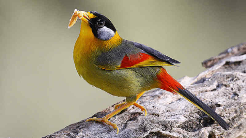 Download Suara Burung Pancawarna untuk Masteran by Wikicau.com 2