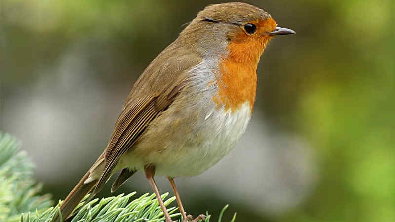 Download Suara Burung Robin Gacor Mp3 untuk Masteran by Wikicau.com 1