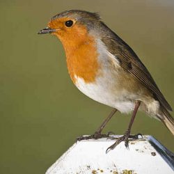 Download Suara Burung Robin Gacor Mp3 untuk Masteran by Wikicau.com 2