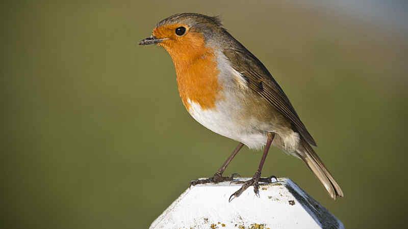Download Suara Burung Robin Gacor Mp3 untuk Masteran by Wikicau.com 2