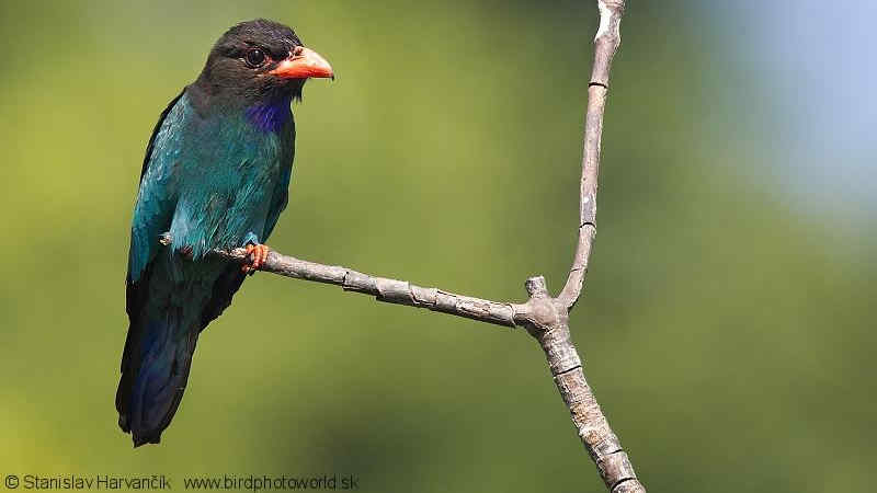 Download Suara Burung Tengkek Buto by Wikicau.com 2