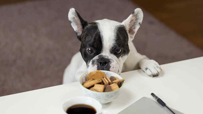Cara Membuat Makanan untuk Anjing yang Sehat dan Disukai by Wikicau.com 1