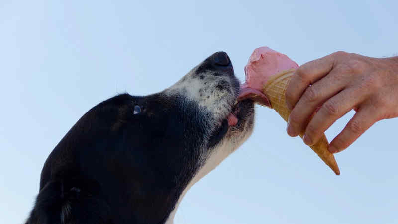 Cara Membuat Makanan untuk Anjing yang Sehat dan Disukai by Wikicau.com 3