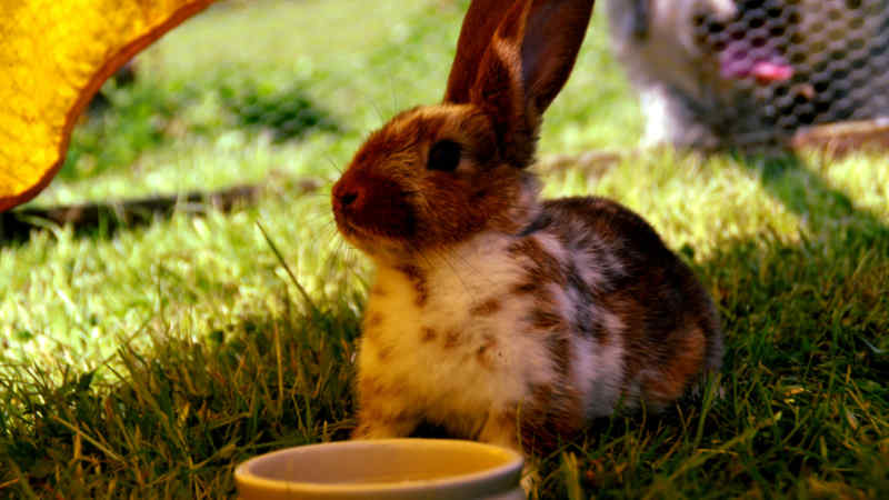Cara Mengatasi Kelinci Tidak Mau Makan by Wikicau.com 2