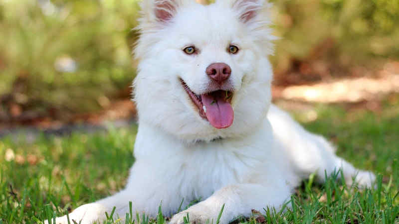 Cara Mengatasi Sakit Mata Pada Anjing by Wikicau.com 3