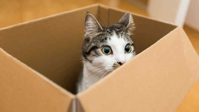Cara Mengobati Luka Bisul Pada kucing Paling Mudah dan Ampuh by Wikicau.com 2
