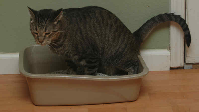 Cara Mengobati Luka Bisul Pada kucing Paling Mudah dan Ampuh by Wikicau.com 3