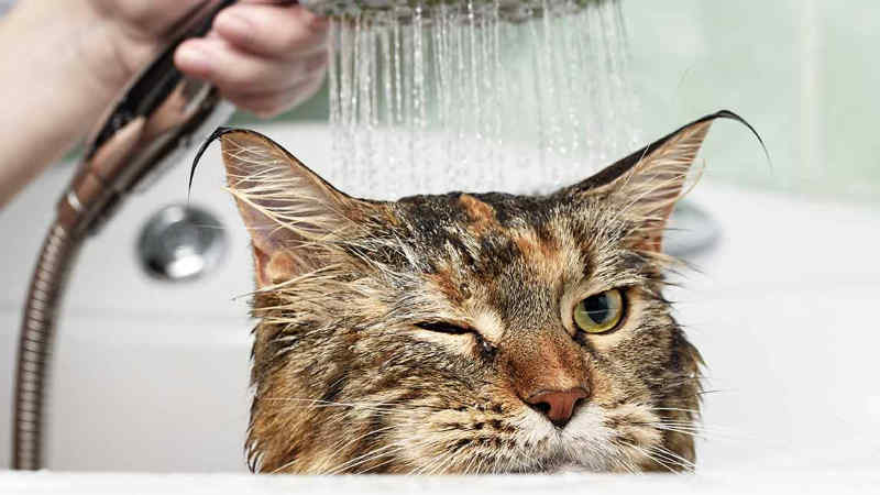 Cara Mengobati Luka Bisul Pada kucing Paling Mudah dan Ampuh by Wikicau.com 4