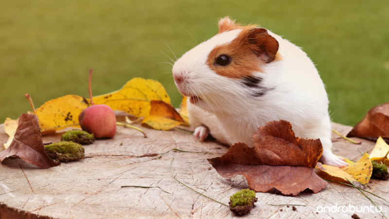 Cara Merawat Hamster by Wikicau.com 1