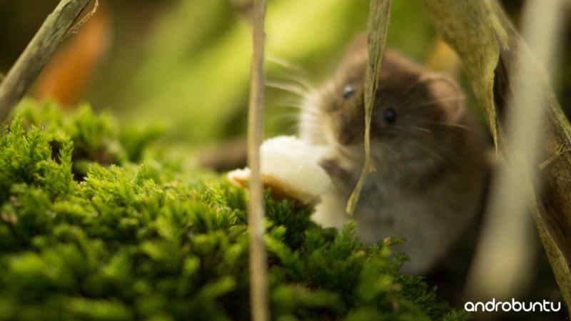 Cara Merawat Hamster by Wikicau.com 4