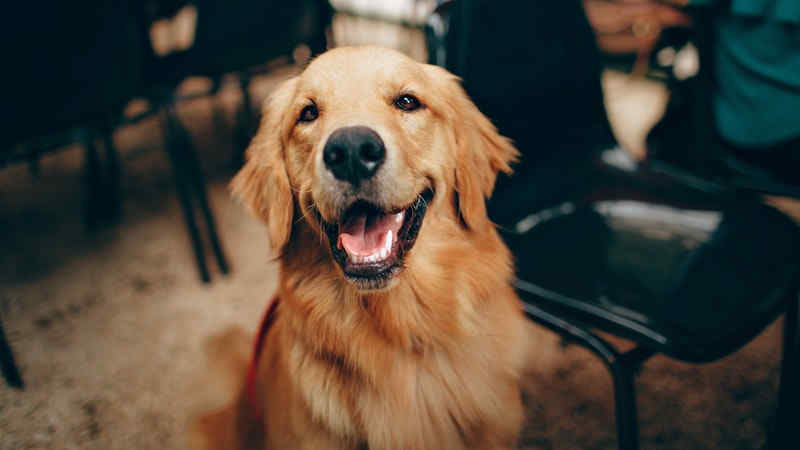 Jenis Anjing yang Sering Dipelihara di Indonesia by Wikicau.com 5