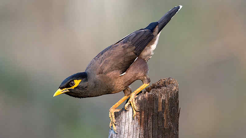 Jenis Burung Jalak dengan Suara Merdu dan Indah by Wikicau.com 1