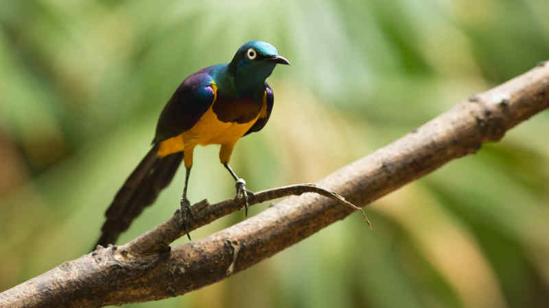 Jenis Burung Jalak dengan Suara Merdu dan Indah by Wikicau.com 10